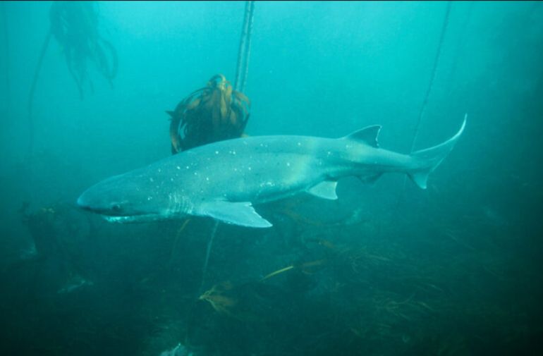 El tiburón gatopardo, una de las especies en peligro que fueron declaradas monumento natural en Chubut. El tiburón gatopardo, una de las especies en peligro que fueron declaradas monumento natural en Chubut.
