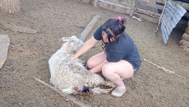 Cómo nacen los chivitos: el emotivo video en un paraje cercano a Loncopué