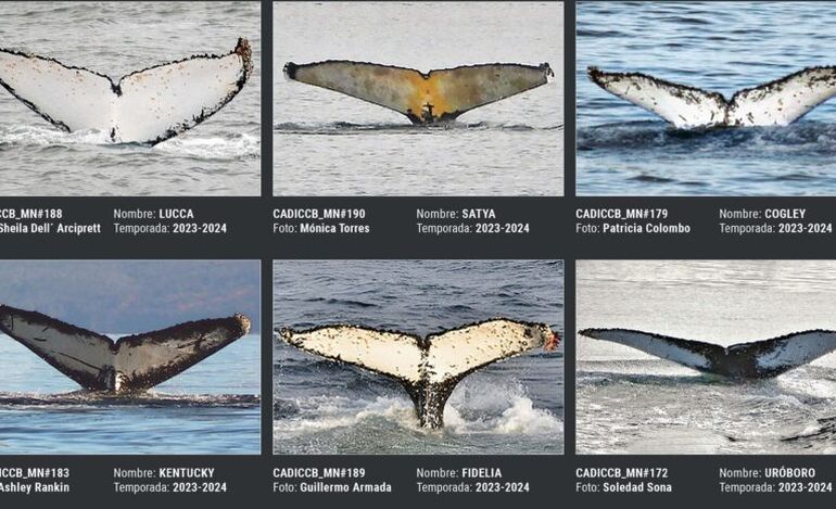 Algunas de las ballenas jorobadas del catálogo del CONICET en Tierra del Fuego. Algunas de las ballenas jorobadas del catálogo del CONICET en Tierra del Fuego.