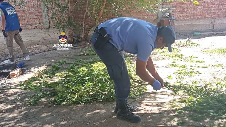 Allanaron por un robo y encontraron 160 plantas de marihuana