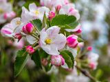 En pocos días más comenzarán a florecer las primeras especies frutales.