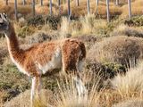 Cuál fue el destino de los últimos cinco animales rescatados en la provincia