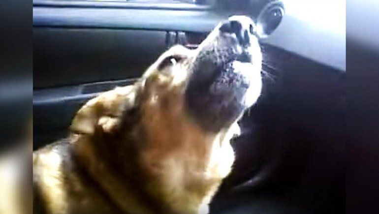 Este perro no deja de sumar reproducciones en YouTube