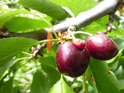 Cerezas gemelas o deformes, un problema del clima que el mercado descarta. Cerezas gemelas o deformes, un problema del clima que el mercado descarta.