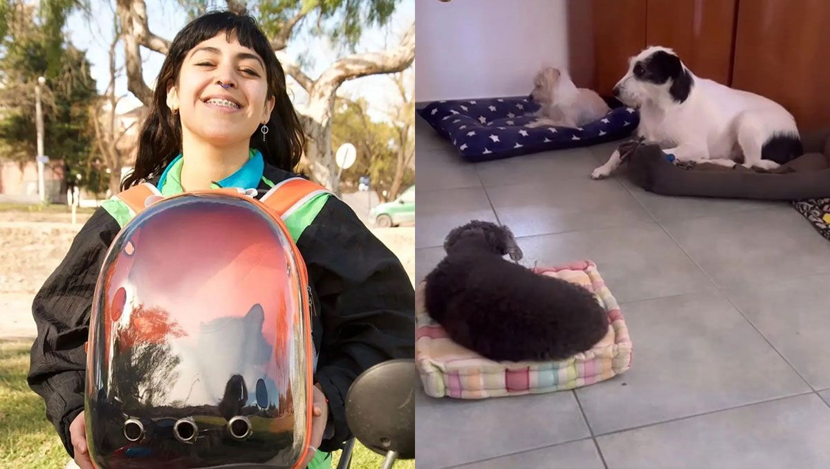 Guardería para perros y cuidado de gatos para las vacaciones: qué servicios ofrecen y cuánto salen