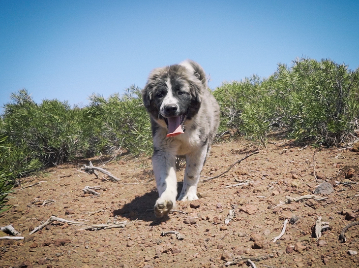 El perro protector vigila al reba&ntilde;o en la inmensidad de la estepa neuquina para evitar ataques. Foto: Agust&iacute;n Gregorio para WCS.