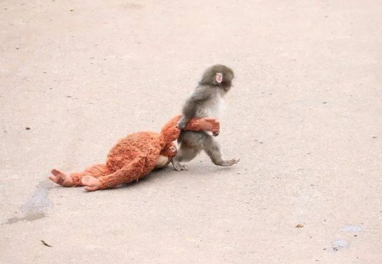La popularidad de Punch comenzó después de que el zoológico publicara fotos del pequeño mono aferrado a un muñeco de peluche. La popularidad de Punch comenzó después de que el zoológico publicara fotos del pequeño mono aferrado a un muñeco de peluche.