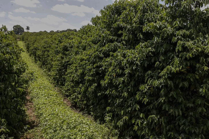 Cultivo de caf&eacute; en una plantaci&oacute;n brasile&ntilde;a.