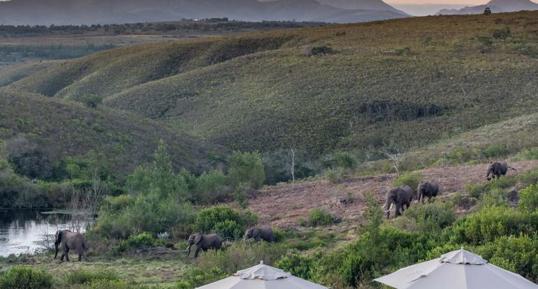 Pisoteado por un elefante: así murió el dueño de una reserva natural privada Pisoteado por un elefante: así murió el dueño de una reserva natural privada