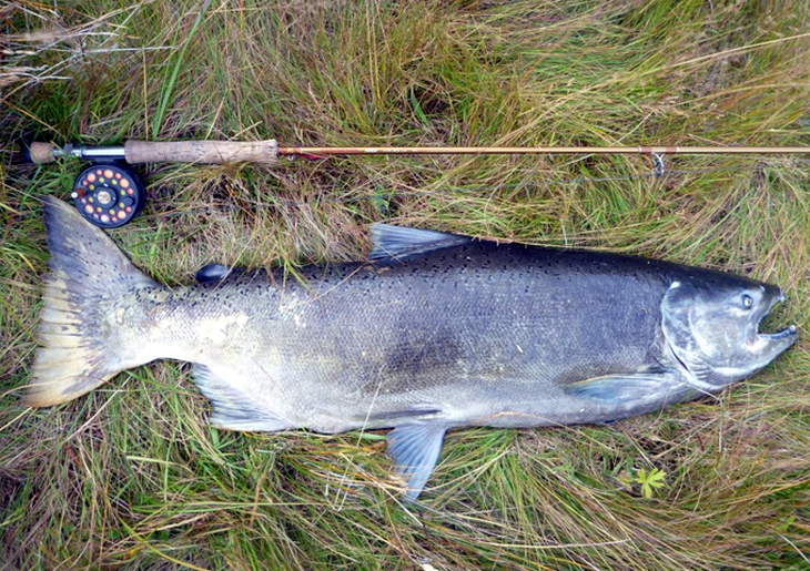 Aparece el salmón gigante en el Limay. Científicos advierten: ¿podrá la Patagonia contener a este depredador? Aparece el salmón gigante en el Limay. Científicos advierten: ¿podrá la Patagonia contener a este depredador?