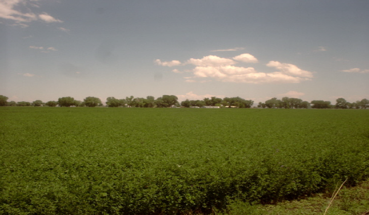 Las abejas que cambiaron el destino de un desierto: el modelo de Nevada que revolucion&oacute; la producci&oacute;n de semillas