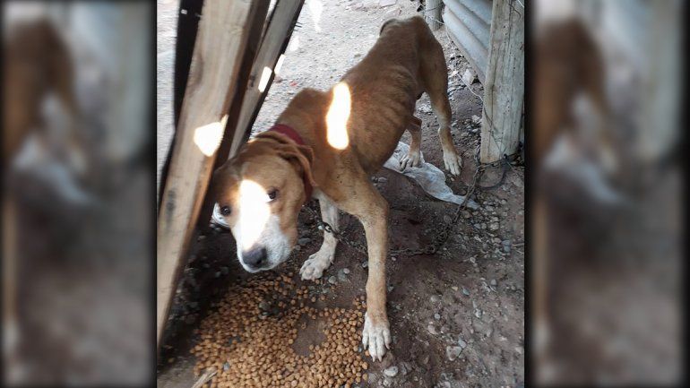 Rescataron tres perros desnutridos, uno murió y el resto está en adopción