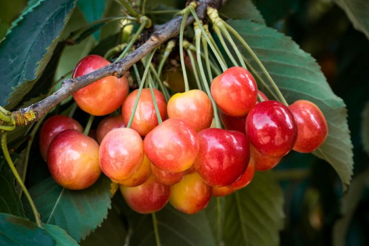 Su diferenciación visual y calidad abren nuevas oportunidades en el comercio internacional. Su diferenciación visual y calidad abren nuevas oportunidades en el comercio internacional.