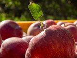 Cosecha de manzana de Washington apunta a récord pese a ajustes