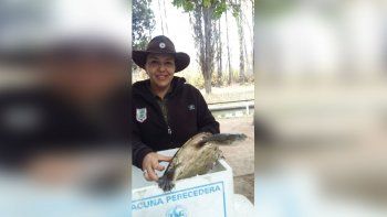 encontraron una tortuga exotica para la region en el rio limay encontraron una tortuga exotica para la region en el rio limay
