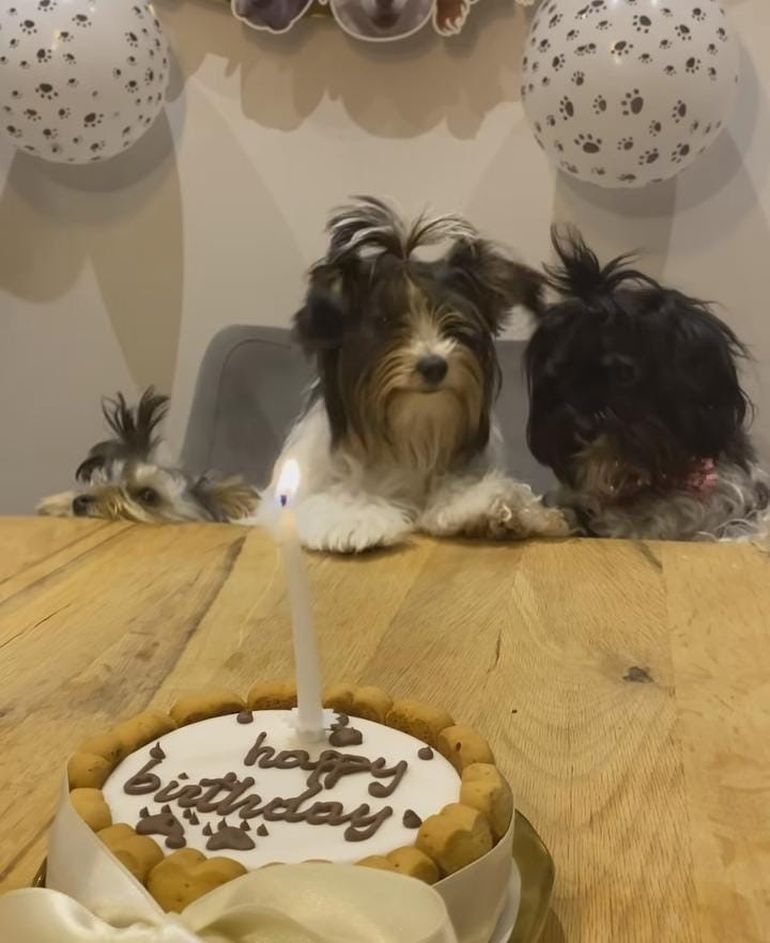 Todos los perritos de Eva Anderson participaron del festejo de Pouppée. Todos los perritos de Eva Anderson participaron del festejo de Pouppée.