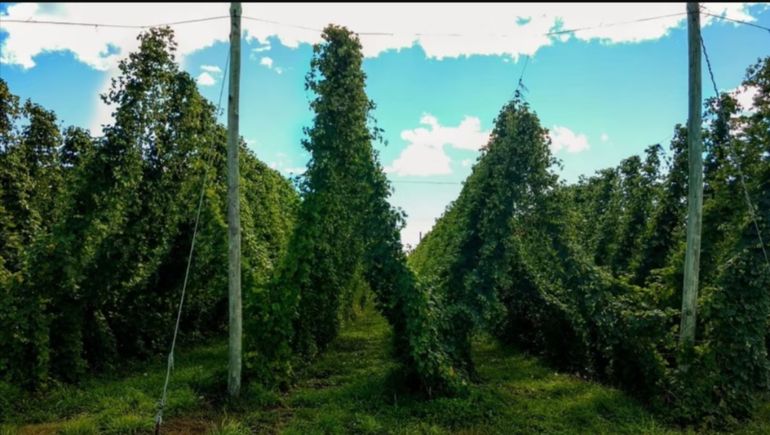 En países como Alemania y Bélgica, los brotes de lúpulo se integran de manera versátil en ensaladas y son acompañados por salsas finas. En países como Alemania y Bélgica, los brotes de lúpulo se integran de manera versátil en ensaladas y son acompañados por salsas finas. 