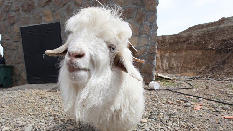 Se agrega un plus de pago a todo lo que cumpla con los requisitos de la Denominación de Origen del Chivito del Norte Neuquino. Se agrega un plus de pago a todo lo que cumpla con los requisitos de la Denominación de Origen del Chivito del Norte Neuquino.