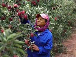 La producción de manzanas en Sudáfrica continua creciendo a tasas importantes. La producción de manzanas en Sudáfrica continua creciendo a tasas importantes.