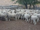 Profundizan acciones para acompañar al sector ganadero en un contexto de predación