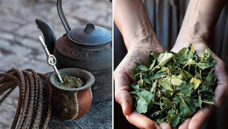 Tomar mate disminuye el riesgo de sufrir párkinson