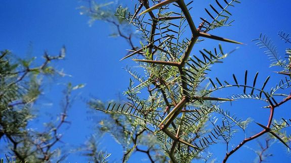 La UNCo lidera un avance ecológico: cultivan Alpataco en vivero con nódulos de nitrógeno.