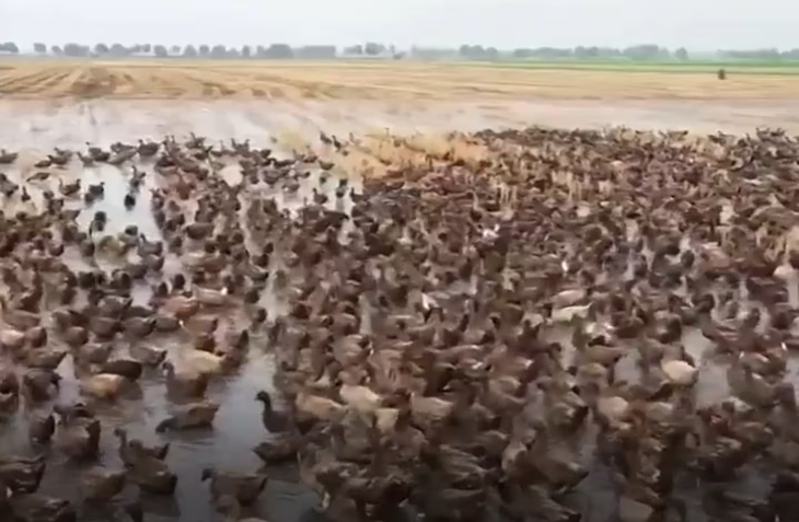 En Tailandia, los patos son los mejores compañeros de trabajo de los agricultores. En Tailandia, los patos son los mejores compañeros de trabajo de los agricultores.