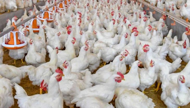 La producción de pollos se vio severamente afectada por la gripe aviar que freno la oferta de producto. La producción de pollos se vio severamente afectada por la gripe aviar que freno la oferta de producto.