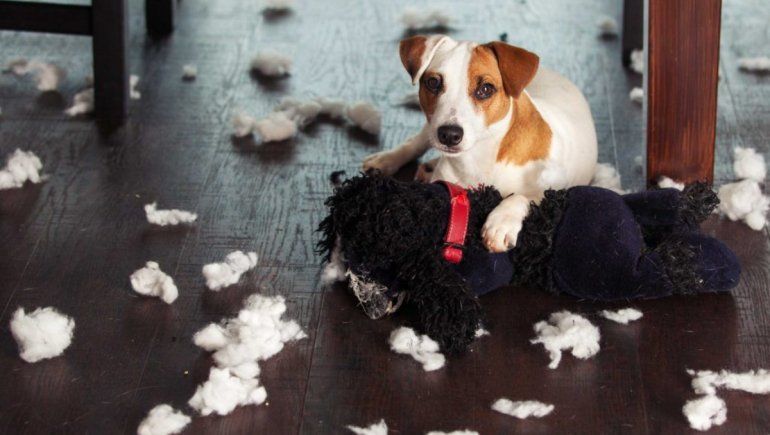 Viral: cámara capta la travesura de un perrito que está solo en casa. | Foto referencial.