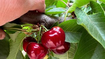 Productores y técnicos advierten que la campaña podría cerrar con menos de 6.000 toneladas, muy por debajo del récord de la temporada pasada. Productores y técnicos advierten que la campaña podría cerrar con menos de 6.000 toneladas, muy por debajo del récord de la temporada pasada.