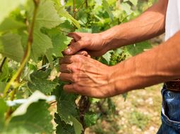 ¿por que mendoza debe arrancar 70.000 hectareas de vinedos? ¿por que mendoza debe arrancar 70.000 hectareas de vinedos?