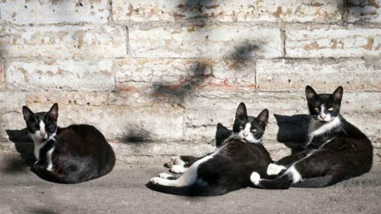 Investigan la desaparición de 10 gatos en los últimos días en Córdoba.
