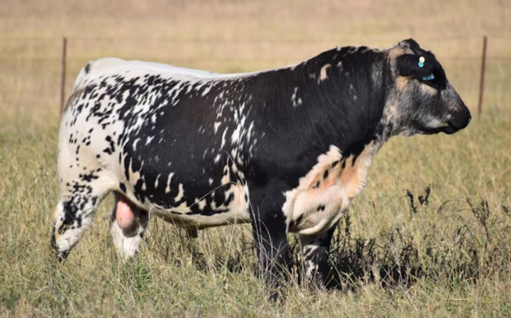 Speckle Park llega en un momento en que el sector ganadero argentino busca diferenciación y valor agregado. Speckle Park llega en un momento en que el sector ganadero argentino busca diferenciación y valor agregado.