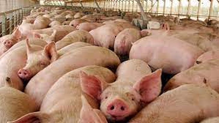 La actividad porcina comenzó 2026 con fuertes señales de alarma: precios en baja, ingresos deteriorados y márgenes mínimos para los productores. La actividad porcina comenzó 2026 con fuertes señales de alarma: precios en baja, ingresos deteriorados y márgenes mínimos para los productores.