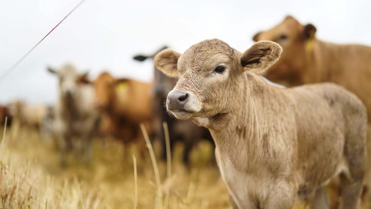 Sudam&eacute;rica certifica m&aacute;s de 200.000 toneladas de carbono removidas en suelos ganaderos