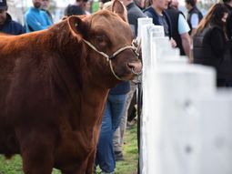 la patagonia se planta: comienza la batalla legal por la barrera sanitaria la patagonia se planta: comienza la batalla legal por la barrera sanitaria