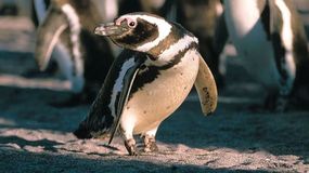 Messi nadó más de 4.000 km de la Patagonia a Brasil: la travesía de un pingüino que monitorea la ciencia.