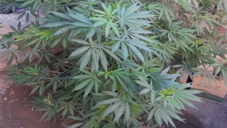 Además de cocaína y municiones, la Policía secuestró marihuana en una de las viviendas de la banda Los Champú.