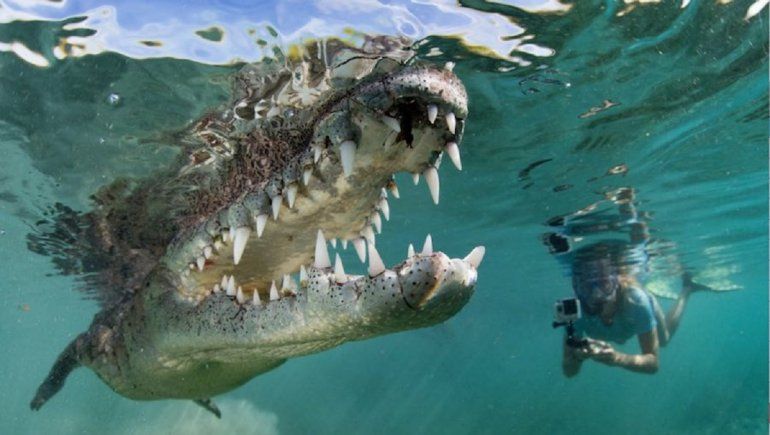 Se volvió viral en TikTok por bucear con cocodrilos | Imagen referencial