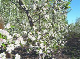 Se llevará a cabo la primera reunión científico-técnica sobre «Indicadores de sustentabilidad y huellas ambientales para producciones agropecuarias en Patagonia Norte». Se llevará a cabo la primera reunión científico-técnica sobre «Indicadores de sustentabilidad y huellas ambientales para producciones agropecuarias en Patagonia Norte».