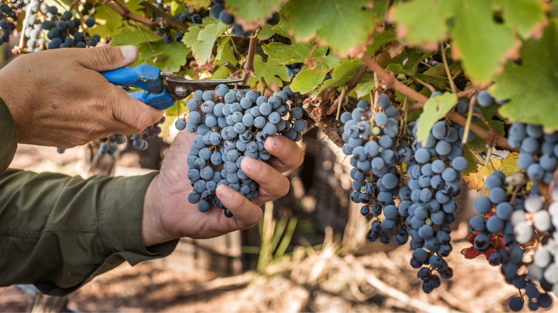 Las bodegas que certifiquen la Guía de Sostenibilidad de la Vitivinicultura Argentina, podrán usar el sello en sus productos como aval de sus prácticas y procesos sostenibles.