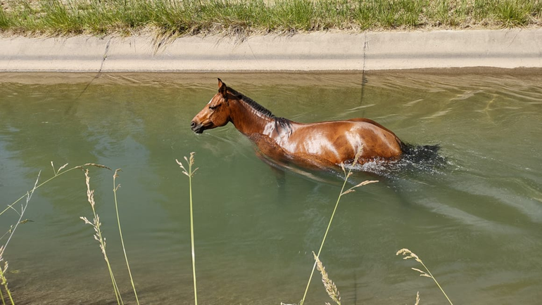 Un caballo se dio un chapuzón en el canal de riego