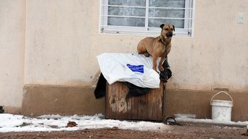 Iniciaron una colecta de abrigos para los perros callejeros