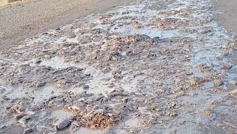 Pescado podrido en una ruta de Puerto Deseado