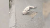 El perro atropellado murió en el acto en barrio Confluencia El perro atropellado murió en el acto en barrio Confluencia