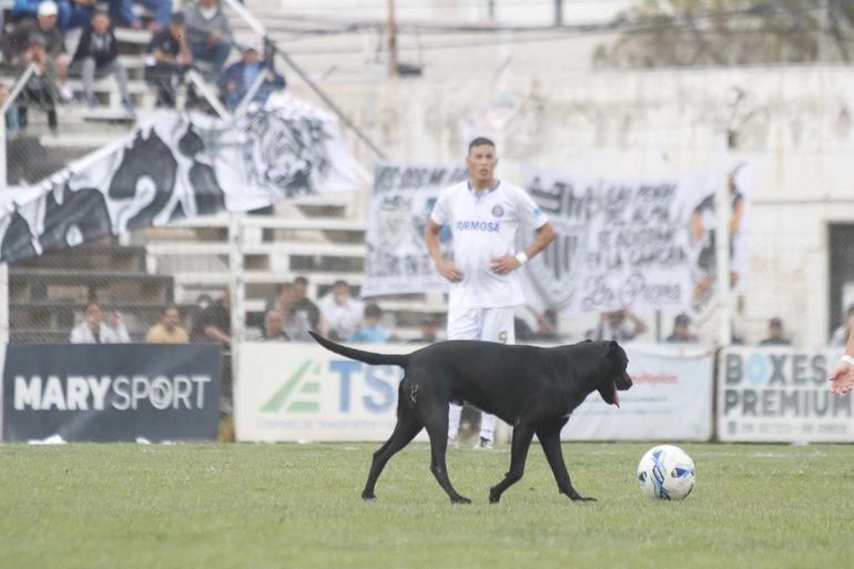 Un perro se metió a la cancha en medio del partido de Cipolletti. No es la primera vez que pasa. Fotos: Anahí Cárdena