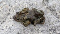 buscan proteger a la ranita patagonica, un tesoro natural exclusivo de neuquen
