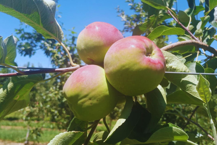 Se caracterizaron nueve variedades de manzanos con caracteres apropiados para la elaboración de sidras. Foto: INTA. Se caracterizaron nueve variedades de manzanos con caracteres apropiados para la elaboración de sidras. Foto: INTA.