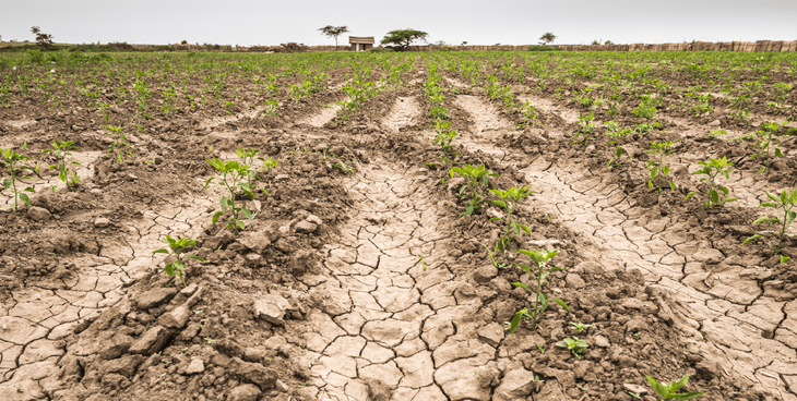 El informe advierte que el calor extremo ya supera los límites seguros de trabajo en el campo en Asia, África y América Latina durante gran parte del año. El informe advierte que el calor extremo ya supera los límites seguros de trabajo en el campo en Asia, África y América Latina durante gran parte del año.