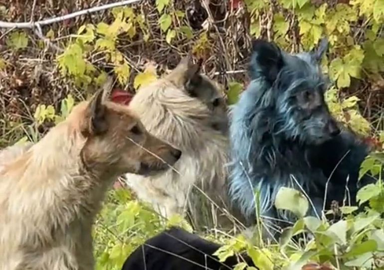 Los perros con pelaje azul fueron avistados cerca de la planta nuclear de Chernobyl | LM Neuquen Los perros con pelaje azul fueron avistados cerca de la planta nuclear de Chernobyl